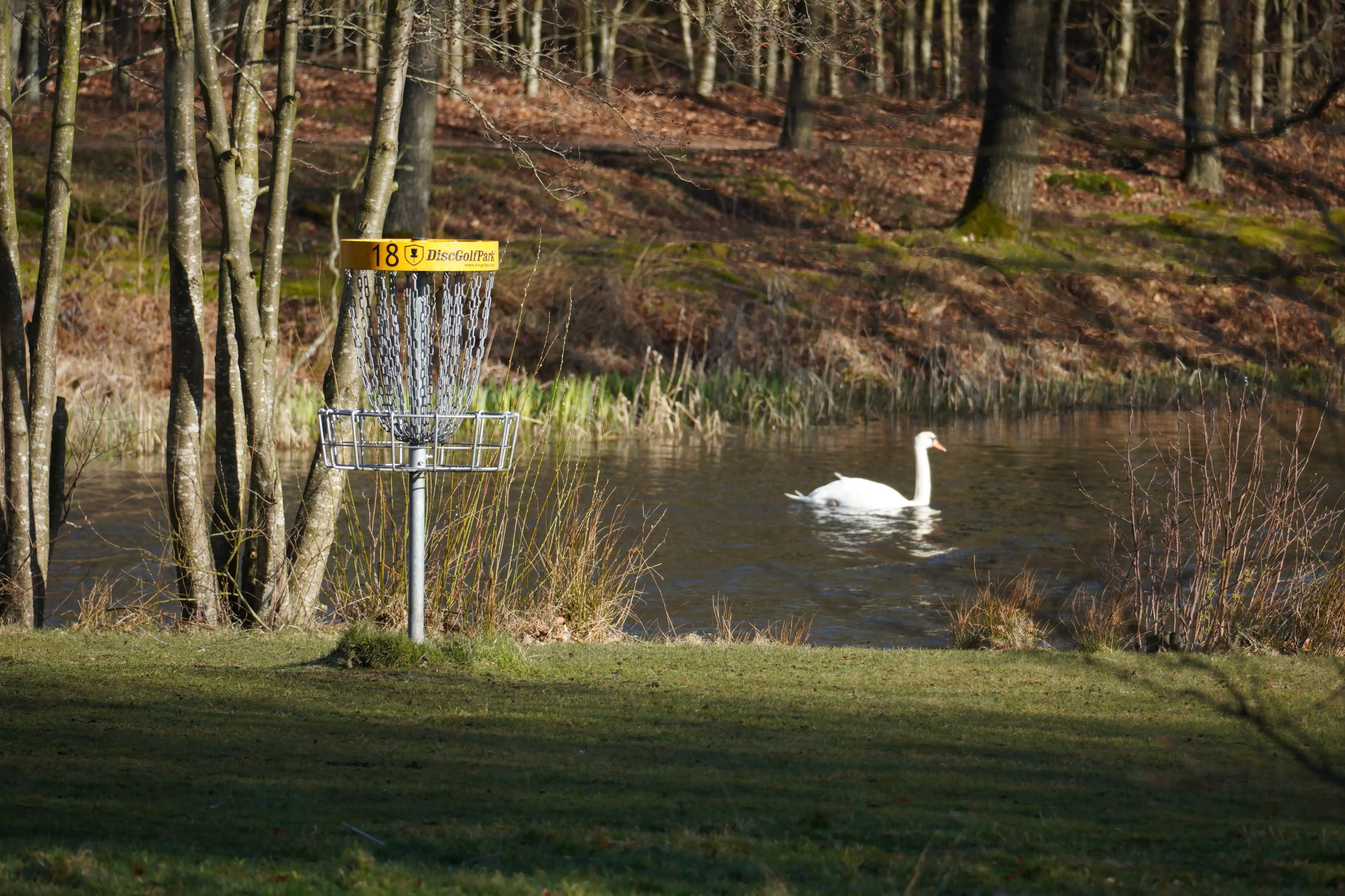 Discgolfbane med birketræer